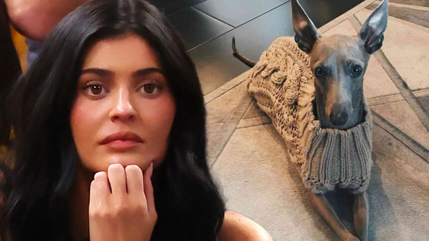 kylie jenner announces her beloved dog norman has died 68f90d0c27167