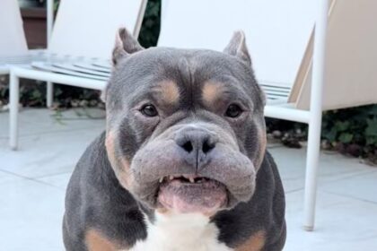 beloved dog influencer raffie dies suddenly on christmas eve 694d547bdf8fc