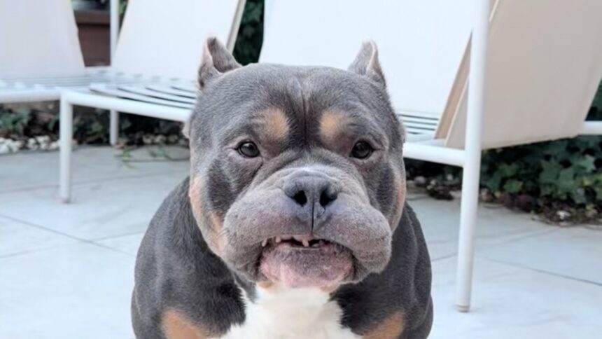 beloved dog influencer raffie dies suddenly on christmas eve 694d547bdf8fc