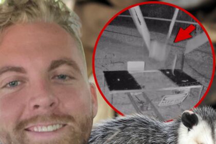 content creator charles ross under investigation for opossum catapult video 6938be786ab36