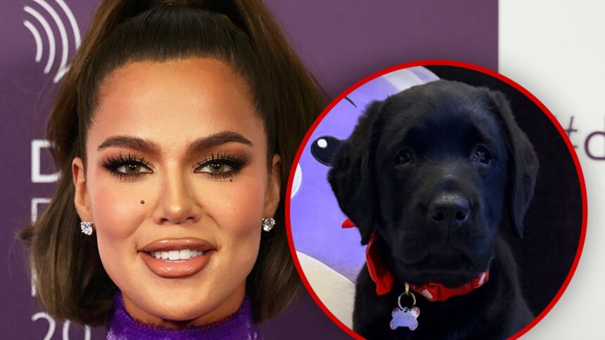 khloe kardashian gets family puppy for christmas 694d8b790477f
