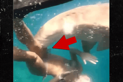 sexy snorkeler attacked by shark on video suffers mangled leg 696552339a5c9