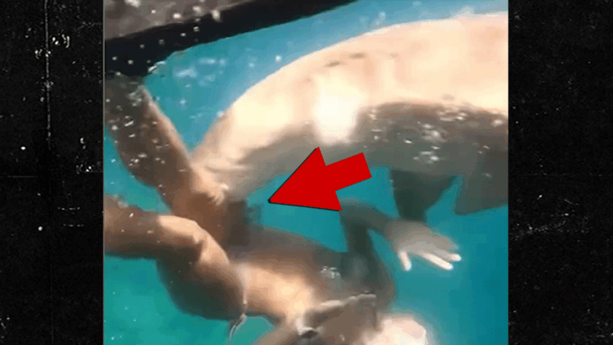 sexy snorkeler attacked by shark on video suffers mangled leg 696552339a5c9