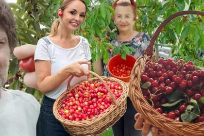 foto vedetele au dat startul la cules de cirese roade fara chimicale nu aruncati coditele in ce afectiuni dureroase sunt recomandate de nutritionisti 6a280537afa9e