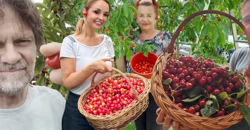 foto vedetele au dat startul la cules de cirese roade fara chimicale nu aruncati coditele in ce afectiuni dureroase sunt recomandate de nutritionisti 6a280537afa9e